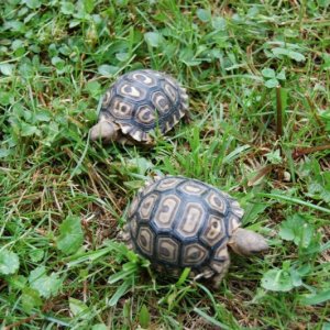 Leopard Tortoise 2
