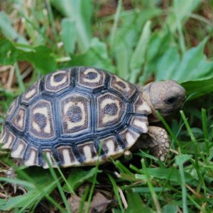 Leopard Tortoise 3