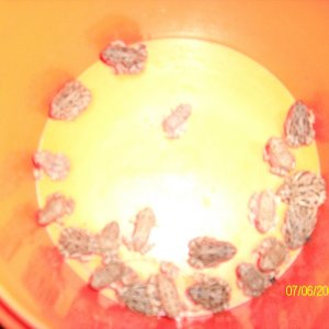 toads_my_wife_and_kids_love_em