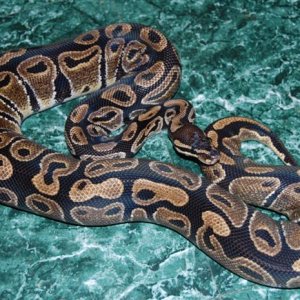bp06_f-02