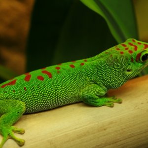Phelsuma M. Grandis