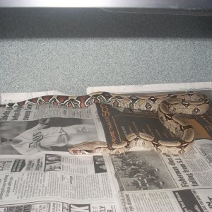 female surinam 1