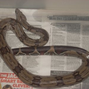 male surinam 1
