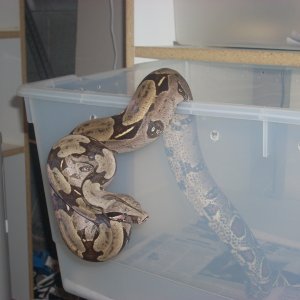 male surinam 2