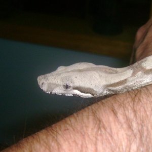 New Hypo Boa Juno