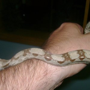 New Hypo Boa Juno