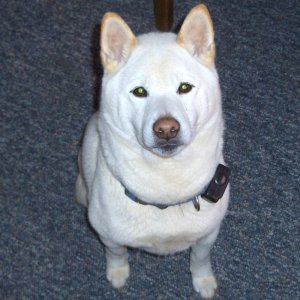my_pets_024