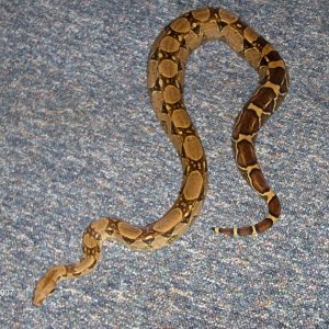 boa_003