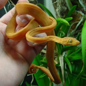 Amazon-Tree-Boa_-Orange-Mal