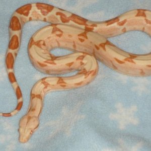 07 lipstick sunglow male