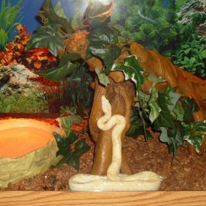07ALBINO BOA