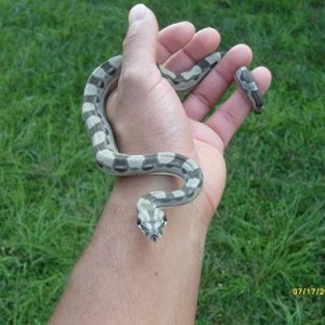 08MOTLEY FEMALE