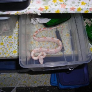 albino