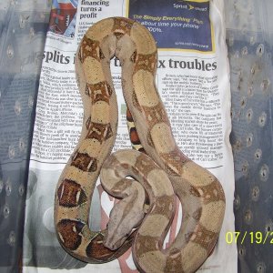 07 pastel boa