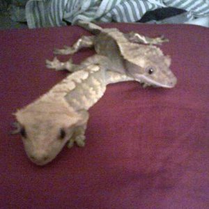 Rinrin and Jumpu
