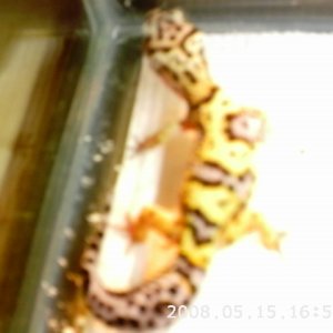 jungle male