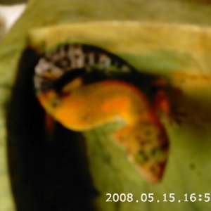 unknown morph