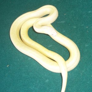 albino speckled King