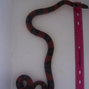 Honduran het albino