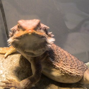 My first beardie