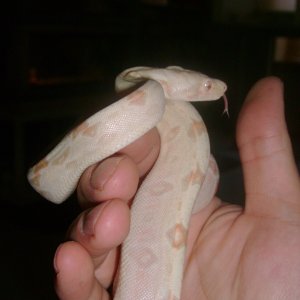 Zeus 2