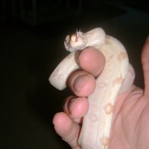Zeus 1