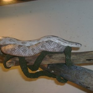 0.1 White Oak Gray Rat Snake