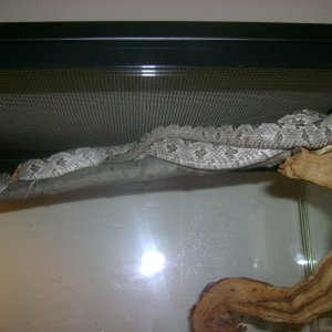 1.0 White Oak Gray Rat Snake