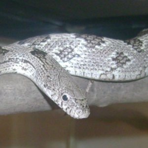 1.0 White Oak Gray Rat Snake