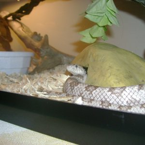 0.1 White Oak Gray Rat Snake