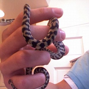 gibson! my new jungle carpet