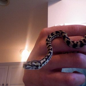 gibson! my new jungle carpet