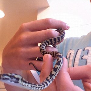 gibson! my new jungle carpet
