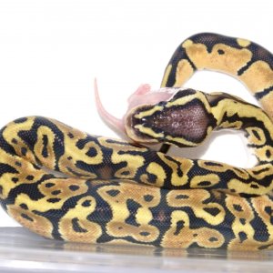 Duncan eats like a champ!