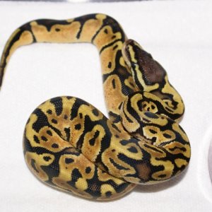 Duncan is a pretty boy!