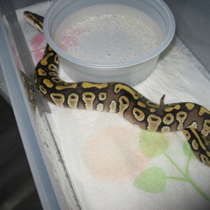 Mojave2