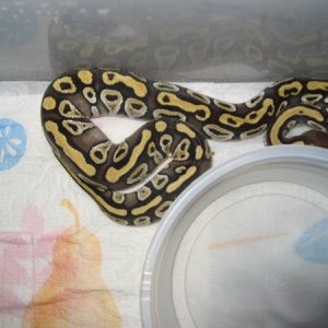 Mojave1