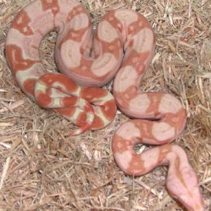 Sharp Orange Tail Sunglow 66% het Anery