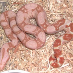 Sharp Orange Tail Sunglow 66% het Anery