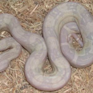 Sharp Snow Male