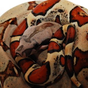Jungle het Lipstick Albino