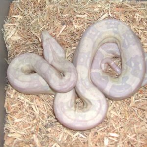 Sharp Snow Male 2