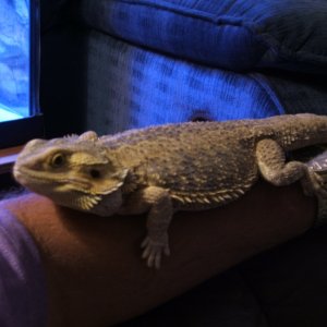 Stubby