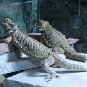 Stubby & Zippy
