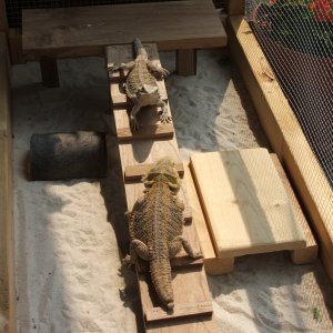 Stubby & Zippy outside