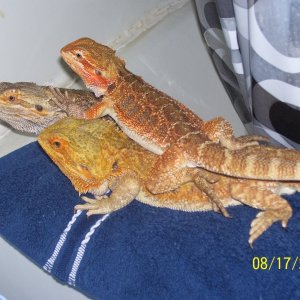 breeders_025