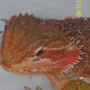 breeders_009
