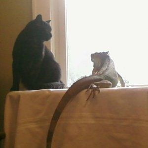 Tootsie and the Cat
