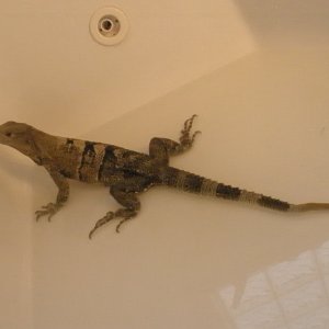 Belize bathing