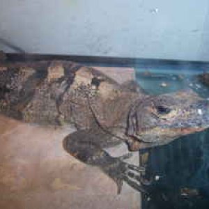 Belize Craigslist ad